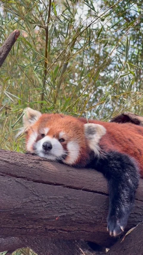 A cute red panda resting comfortably on a tree branch in the forest Vidéo 334635381