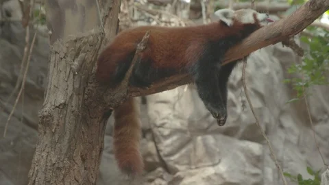 Cute Red Panda Sleeping with Tongue Out Stock Footage 86663932