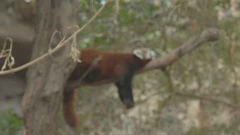 Cute Red Panda Sleeping with Tongue Out Stock Footage 86664018