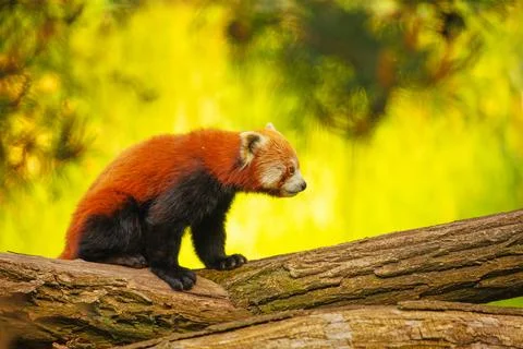 Cute Red panda walking tree closeup and looking eyes Stock Photos
