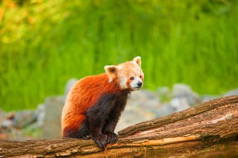 Cute Red panda walking tree closeup and looking eyes Stock Photos