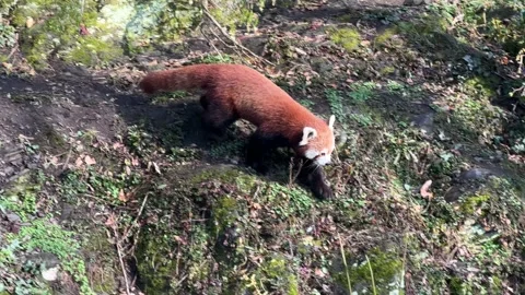 Cute Red Panda in Wild - Playful Animal, Endangered Wildlife 4K Footage Stock Footage 236409664