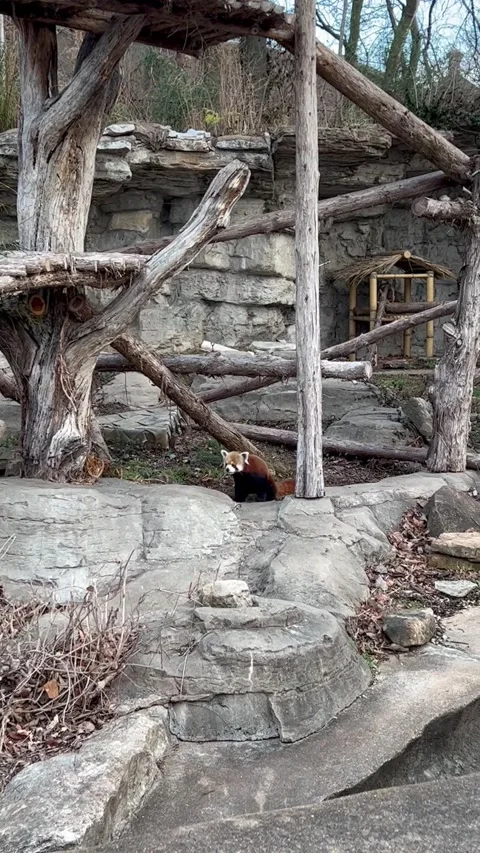 Cute Red Panda in Zoo Stock Footage 169201022