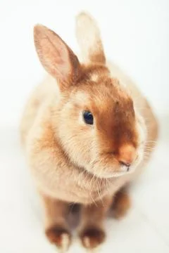 Cute red rabbit on the white background Foto stock
