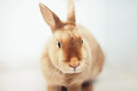 Cute red rabbit on the white background Stock Photos