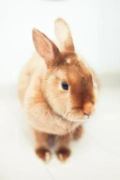 Cute red rabbit on the white background Foto stock