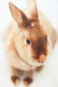 Cute red rabbit on the white background Stock Photos