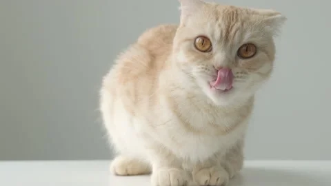 Cute red Scottish fold cat licking lips on gray background. Ginger pet resting Stock-Footage 191969675
