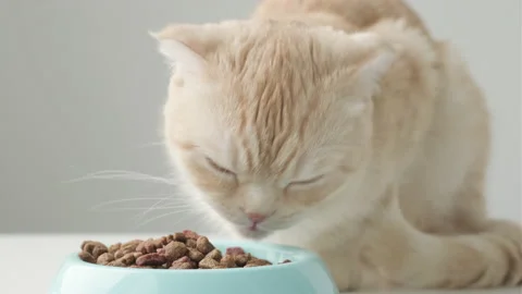 Cute red Scottish fold cat eats dry food from blue bowl close up Stock-Footage 201705608