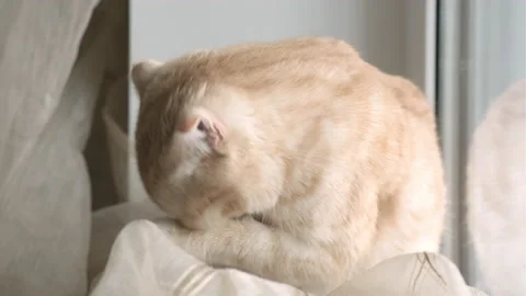 Cute red Scottish fold cat sits on the windowsill and licks. Pet licking paw Stock Footage 204793991