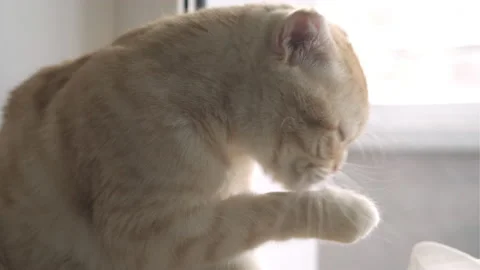 Cute red Scottish fold cat sitting on windowsill and licks. Pet licking paw Stock Footage 205546670
