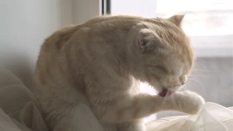 Cute red Scottish fold cat sits on windowsill and licks. Pet licking paw Stock Footage 219929618