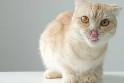 Cute red Scottish fold cat licking lips on gray background. Copy space Stock Photos