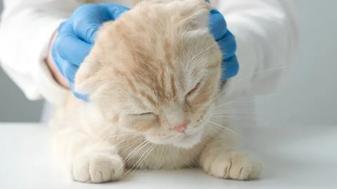 Cute red Scottish fold cat is being examined by a veterinarian Stock Photos