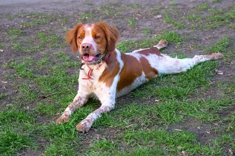 A cute red spaniel is resting with his paws spread out Stock Photos
