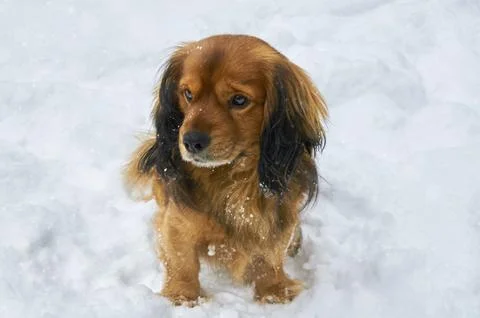 Cute red spaniel in the snow. Stock Photos
