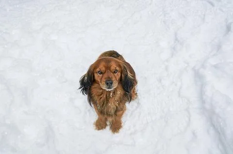 Cute red spaniel in the snow. Stock Photos