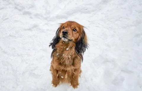 Cute red spaniel in the snow. Stock Photos