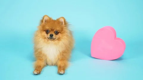 Cute red spitz with heart shaped gift box and flowers on blue background. Stock Footage 122593971