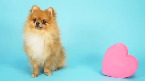Cute red spitz with heart shaped gift box on blue background. Stock Footage 123017451