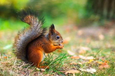 Cute red squirrel autumn fall leaves close up Stock Photos