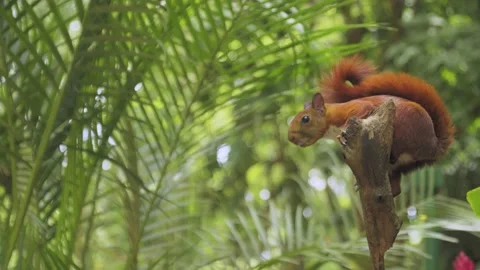 Cute red squirrel on a branch profile nervous, animals and nature tree Stock Footage 219938499