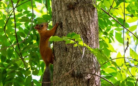 A cute red squirrel climbing up a rough tree trunk in a summer park Stock Photos