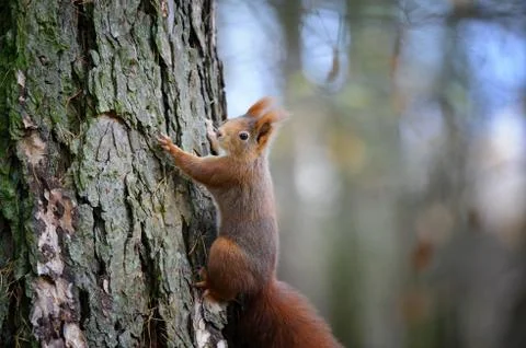 Cute red squirrel climbing on tree trunk bark 스톡 사진