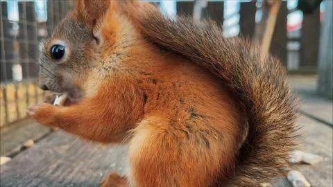 Cute red squirrel close-up view in the cage eats cookies. Animals in a zoo in a Stock Photos