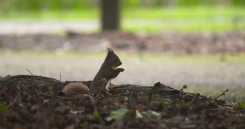 Cute Red Squirrel digging in the leaves for nuts forest woodland Ireland Stock Footage 265098499