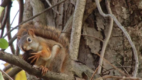 Cute Red Squirrel eating nut or black walnut in tree, 1080p tripod shot 스톡 동영상 98140610