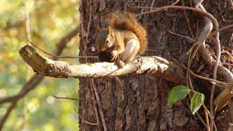 Cute Red Squirrel eating nut or black walnut in tree, 1080p tripod shot 스톡 동영상 98141273