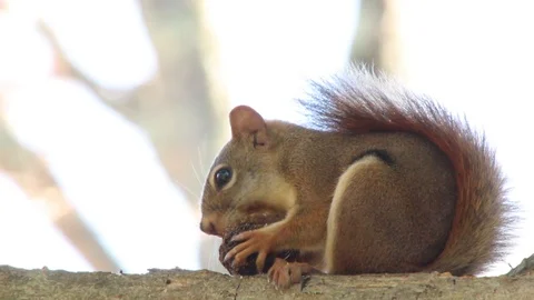 Cute Red Squirrel eating nut or black walnut in tree, 1080p tripod shot 스톡 동영상 98141403