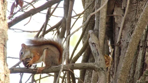 Cute Red Squirrel eating nut or black walnut in tree, 1080p tripod shot 스톡 동영상 98141500