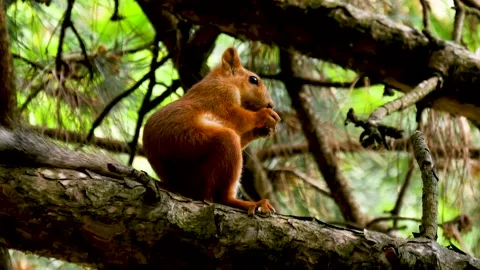 Cute red squirrel eating nut on a tree. Adorable rodent biting nut in the forest Stock-Footage 156653296
