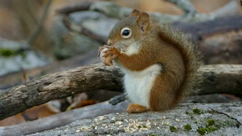 Cute Red Squirrel Eating Nut Video stock 328900525