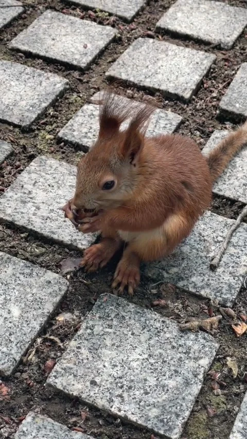 A cute red squirrel eating a nut while sitting on a stone paved path Stock Footage 335248308