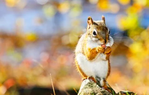 Cute red squirrel eating nut Foto stock