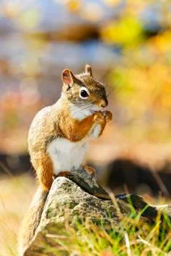 Cute red squirrel eating nut Foto stock