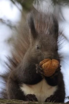 Cute red squirrel eating nut up in the tree ( Sciurus vulgaris ) Stock Photos