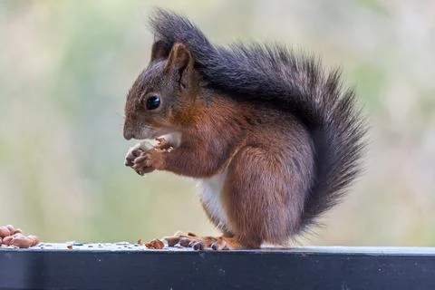 Cute Red Squirrel Eating a Nut on a Garden Fence Stock Photos