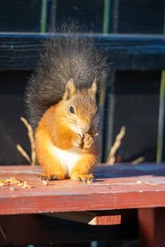 Cute Red Squirrel Eating a Nut on a Sunny Day Stock Photos