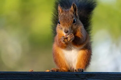 Cute red squirrel eating a nut, close-up with bokeh background Stock Photos