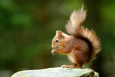Cute Red Squirrel Eating on a Tree Stump. Foto stock