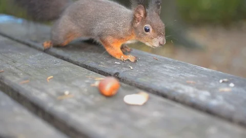 Cute Red squirrel eating walnut on city park wooden table Video stock 119588597