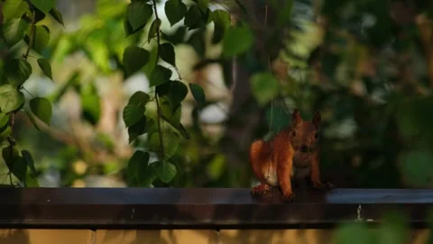 Cute Red Squirrel Eating A Walnut On Wooden Railing Outdoors Stock Footage 343280240