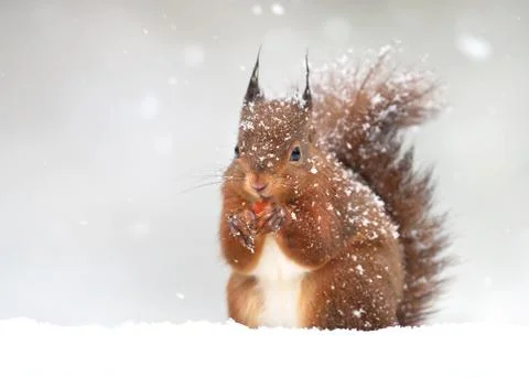 Cute red squirrel in the falling snow in winter. Stock Photos