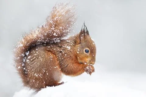 Cute red squirrel in the falling snow, winter in England. Stock Photos