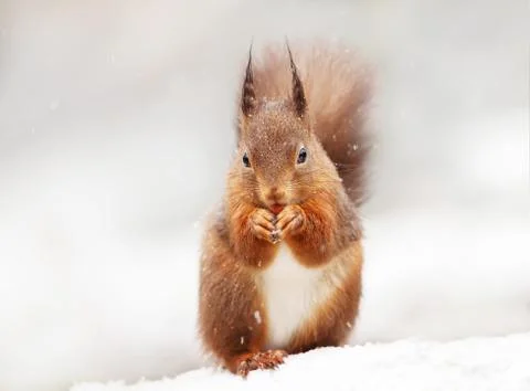 Cute Red squirrel in the falling snow Stock Photos