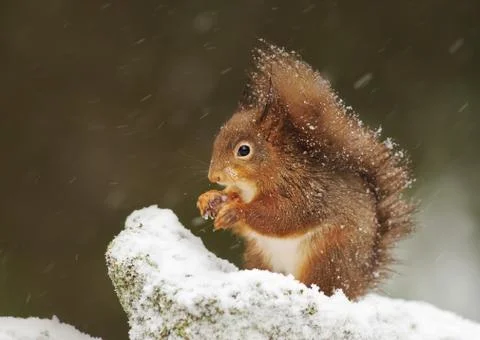 Cute Red squirrel in the falling snow Stock Photos